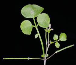 Cardamine corymbosa. Inflorescence with cauline leaves and siliques.
 Image: P.B. Heenan © Landcare Research 2019 CC BY 3.0 NZ